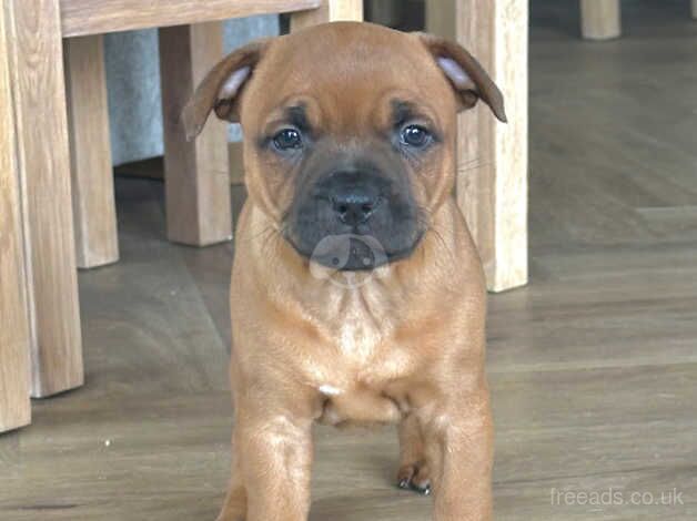 AMAZING RED LITTER for sale in Holywell, Fermanagh