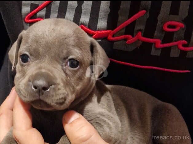 Amazing staffordshire bull terrier puppies for sale in Swansea, Swansea