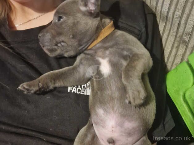 Amazing staffordshire bull terrier puppies for sale in Swansea, Swansea - Image 3