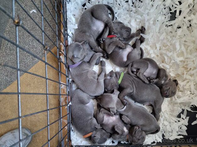 Amazing staffordshire bull terrier puppies for sale in Swansea, Swansea - Image 4