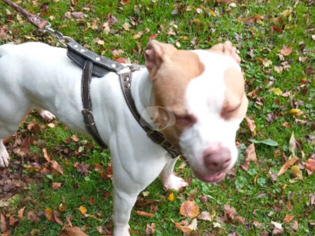 American Bull terrier for sale in Leicester, Leicestershire