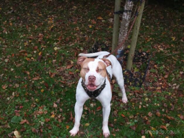 Staffordshire Bull Terriers for sale in Leicester, Leicestershire