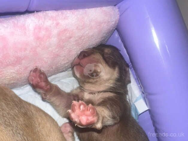 American staff cross bully and micro bully for sale in Reading, Berkshire - Image 5