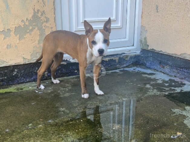 Staffordshire Bull Terriers for sale in Hartlepool, County Durham