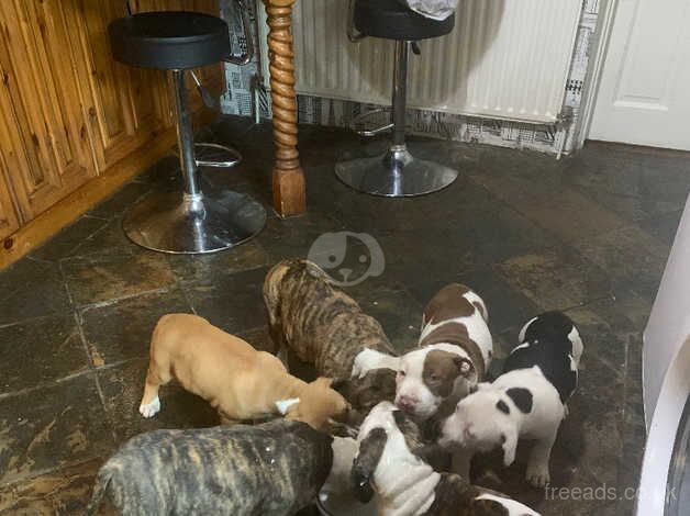 American staffie pups for sale in Newry, Newry and Mourne