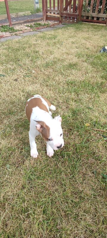American Staffordshire terrier for sale in Ashford, Surrey - Image 6