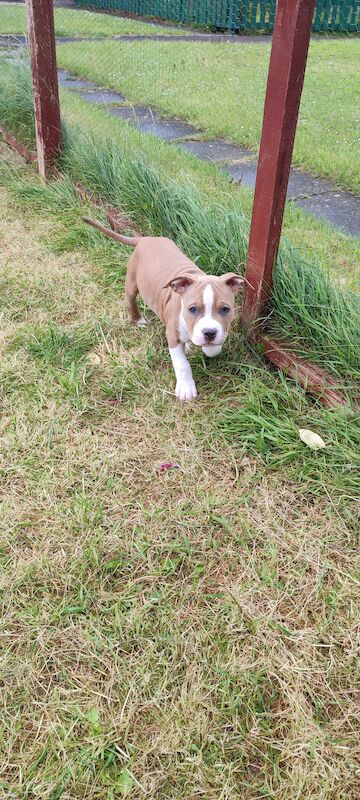 American Staffordshire terrier for sale in Ashford, Surrey - Image 4