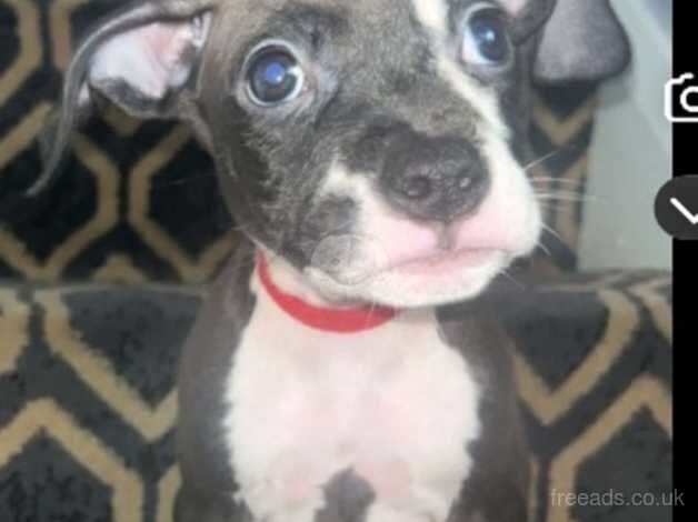 American Staffordshire terrier for sale in Craigavon, Craigavon