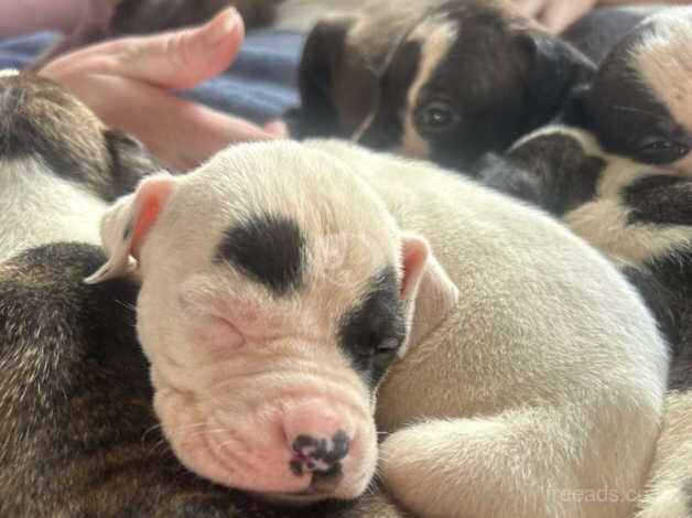 American Staffordshire terrier pups for sale in Craigavon - Image 1