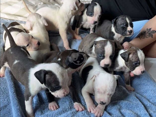 American Staffordshire terrier pups for sale in Craigavon - Image 2