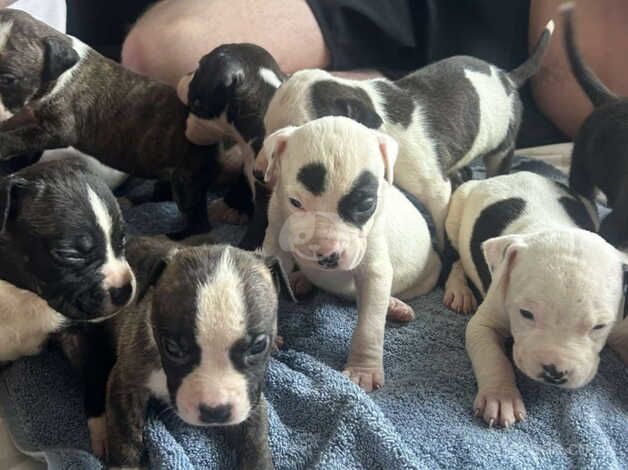 American Staffordshire terrier pups for sale in Craigavon - Image 3