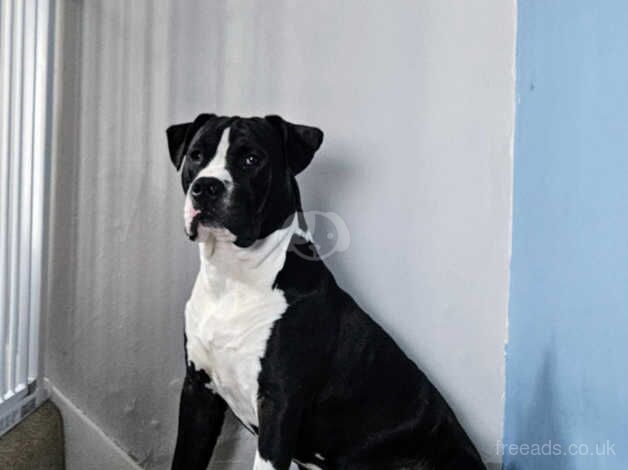 American staffy for sale in Wrexham - Image 4