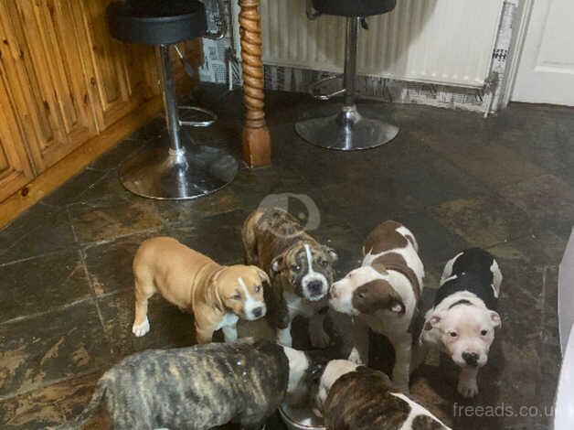 American staffy pups for sale in Newry, Newry and Mourne