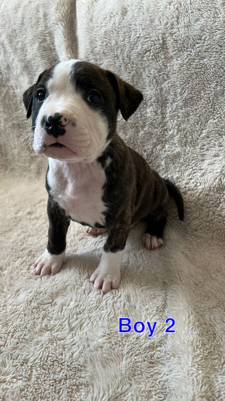 amstaff pups for sale in Knock, Belfast - Image 1