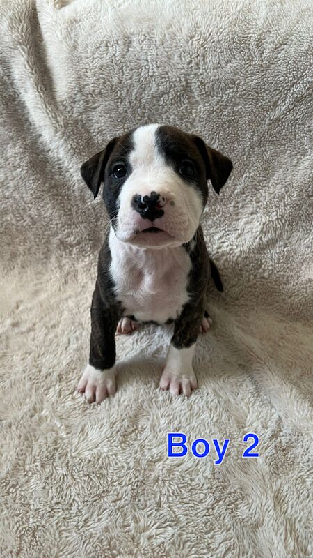 amstaff pups for sale in Knock, Belfast - Image 2