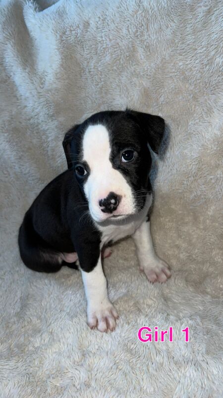 amstaff pups for sale in Knock, Belfast - Image 3