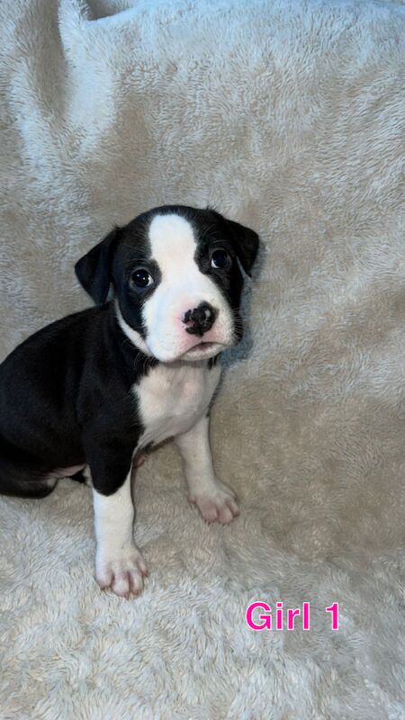 amstaff pups for sale in Knock, Belfast - Image 4