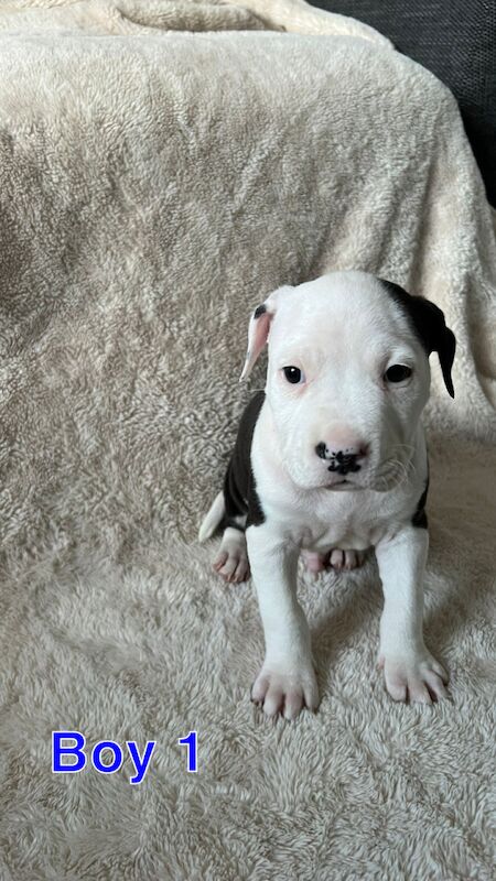 amstaff pups for sale in Knock, Belfast - Image 5