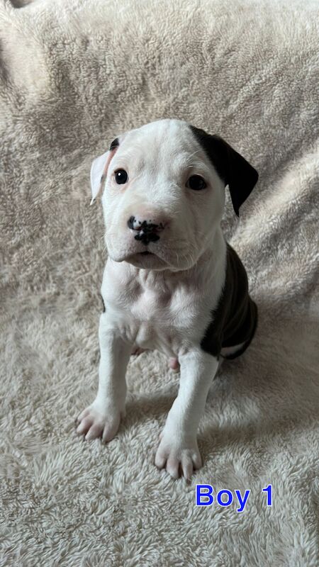 amstaff pups for sale in Knock, Belfast - Image 6