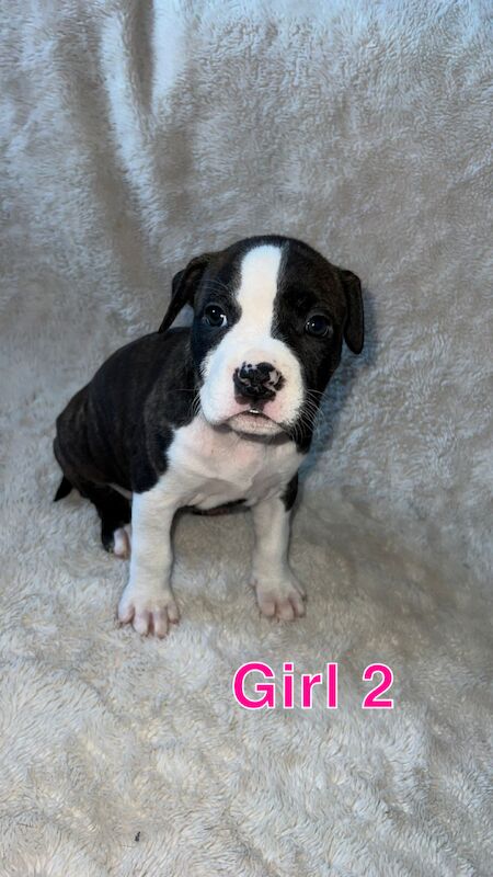 amstaff pups for sale in Knock, Belfast - Image 7