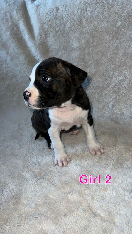 amstaff pups for sale in Knock, Belfast - Image 8