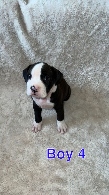 amstaff pups for sale in Knock, Belfast - Image 9