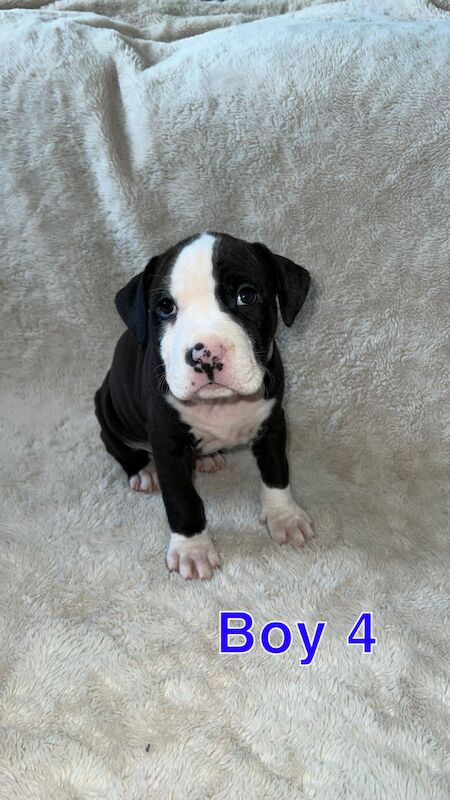 amstaff pups for sale in Knock, Belfast - Image 10