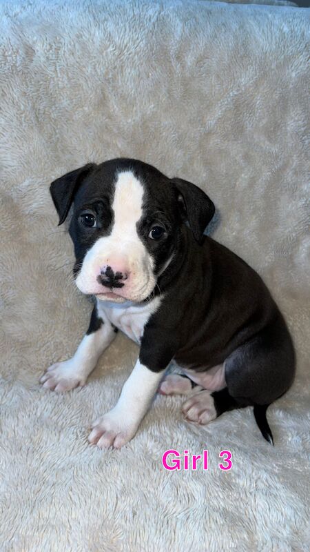 amstaff pups for sale in Knock, Belfast - Image 11