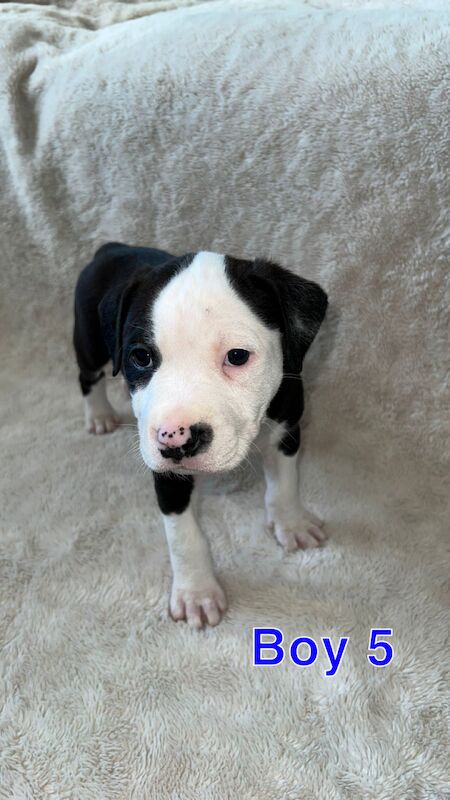 amstaff pups for sale in Knock, Belfast - Image 12