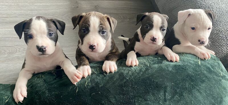 amstaff pups for sale in Knock, Belfast - Image 13