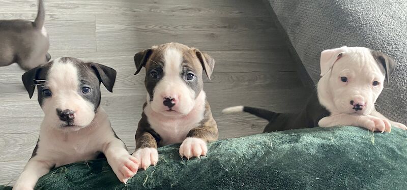 amstaff pups for sale in Knock, Belfast - Image 14