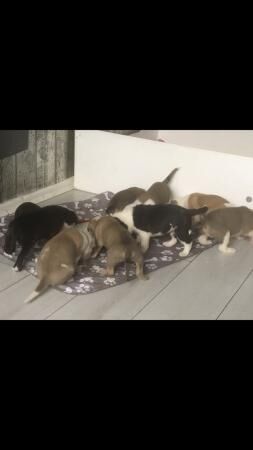 Staffordshire Bull Terriers for sale in Fleetwood, Lancashire