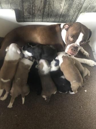 Staffie Puppies for sale in Lancashire