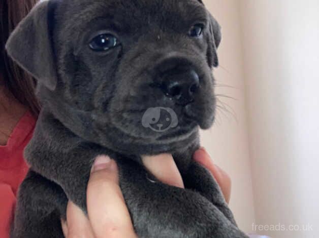 Beautiful Blue & Black Staffie pups for sale in Dumfries and Galloway