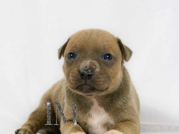 Beautiful Blue Fawn Female Staff Pup staffy staffie Stafford Staffordshire bull terrier for sale in Ardleigh Green, Havering, Greater London