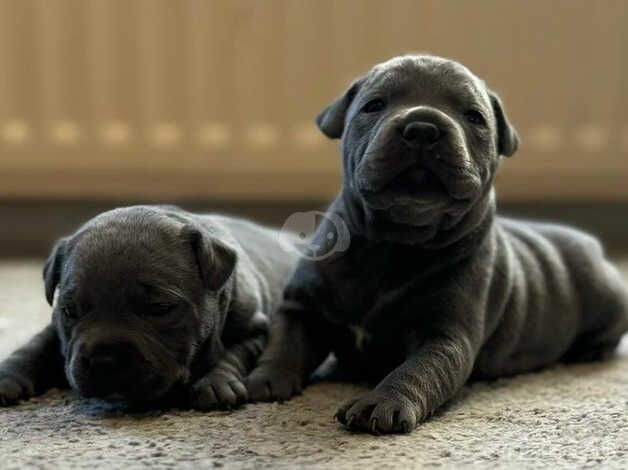 Beautiful blue Staffordshire bull terrier puppiee for sale in Lancashire