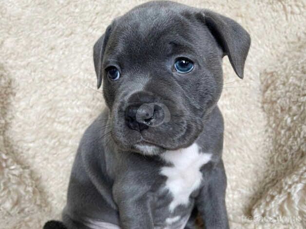 Beautiful blue Staffordshire bull terrier puppies for sale in Leeds, West Yorkshire