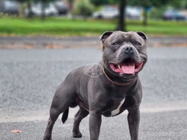 Beautiful blue Staffordshire bull terrier puppies for sale in Leeds, West Yorkshire - Image 2