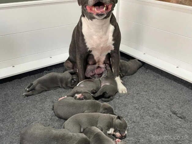 Beautiful blue Staffordshire bull terrier puppies for sale in Leeds, West Yorkshire - Image 3