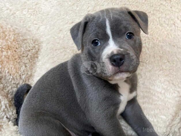 Beautiful blue Staffordshire bull terrier puppies for sale in Leeds, West Yorkshire - Image 4