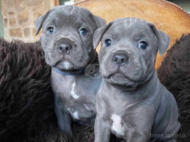 Beautiful blue Staffordshire bull terrier puppies for sale in Leeds, West Yorkshire - Image 5