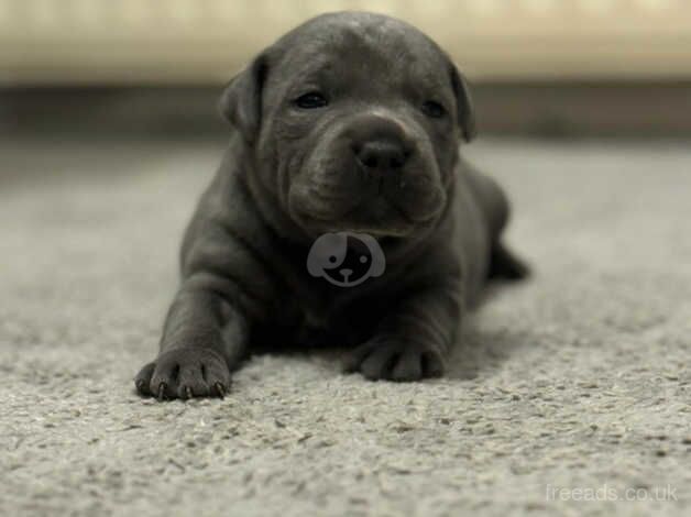 Beautiful blue Staffordshire bull terrier puppies for sale in Oxfordshire, Oxfordshire - Image 1