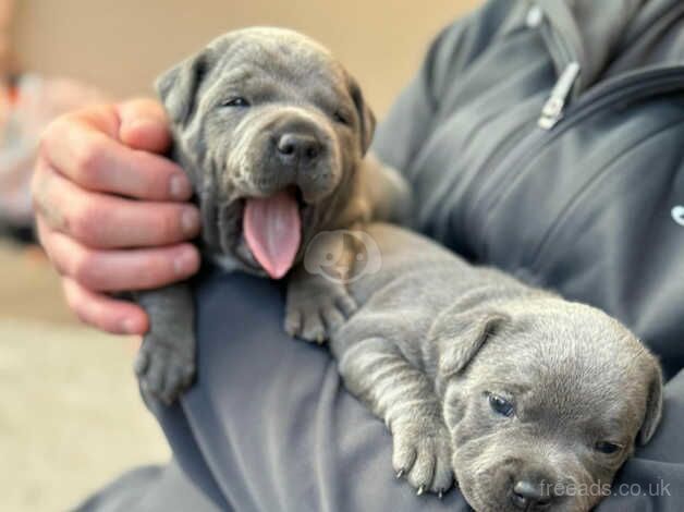 Beautiful blue Staffordshire bull terrier puppies for sale in Oxfordshire, Oxfordshire - Image 2