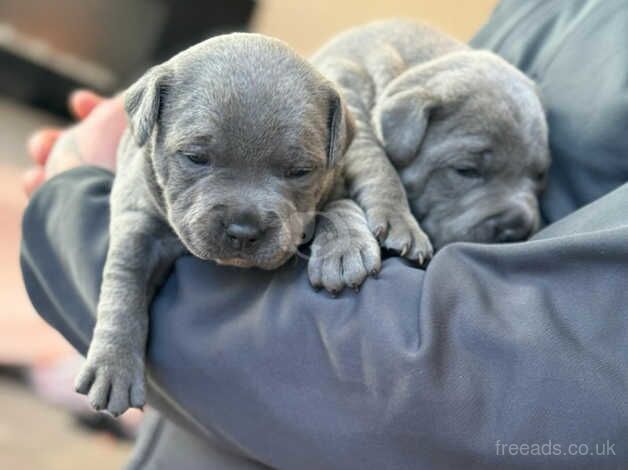 Beautiful blue Staffordshire bull terrier puppies for sale in Oxfordshire, Oxfordshire - Image 3