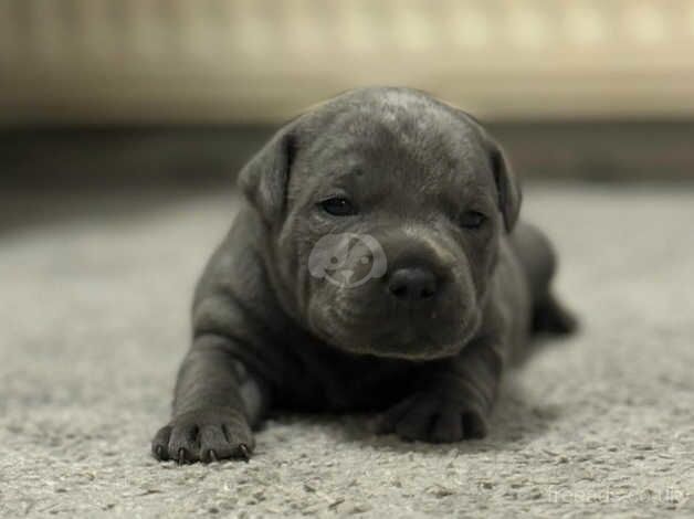 Beautiful blue Staffordshire bull terrier puppies for sale in Oxfordshire, Oxfordshire - Image 4