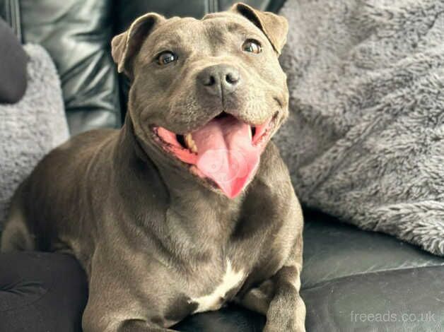 Beautiful blue Staffordshire bull terrier puppies for sale in Oxfordshire, Oxfordshire - Image 5