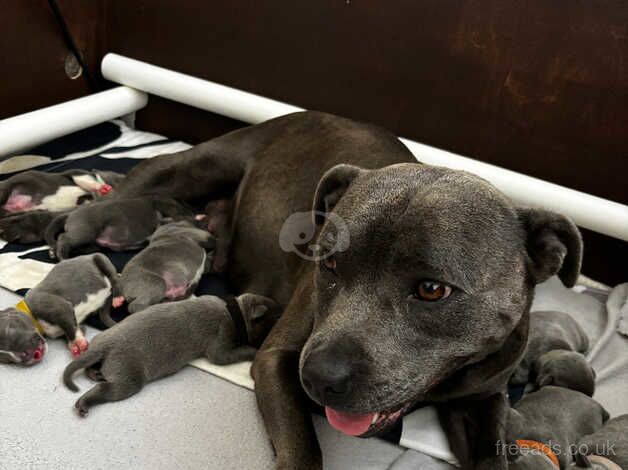 Beautiful Blue Staffordshire Bull Terriers for sale in Haverfordwest/Hwlffordd, Pembrokeshire