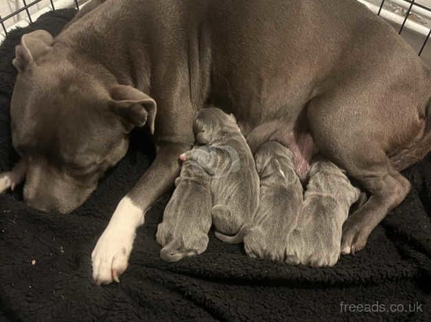 Beautiful blue staffs pups for sale in Llanelli, Carmarthenshire