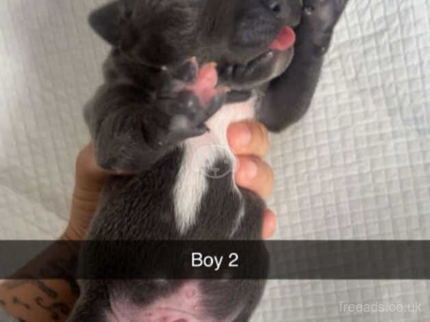 Beautiful blue staffs pups for sale in Llanelli, Carmarthenshire - Image 4