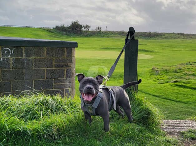 Beautiful boy 2yrs old (Staffie) for sale in Barnstaple, Devon - Image 1